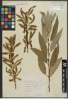 Foto von Salix alba L. x Salix fragilis L.